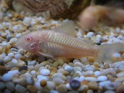 Albino Cory Catfish (Corydoras aeneus var. albino)