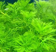 Ambulia (Limnophila sessiliflora)