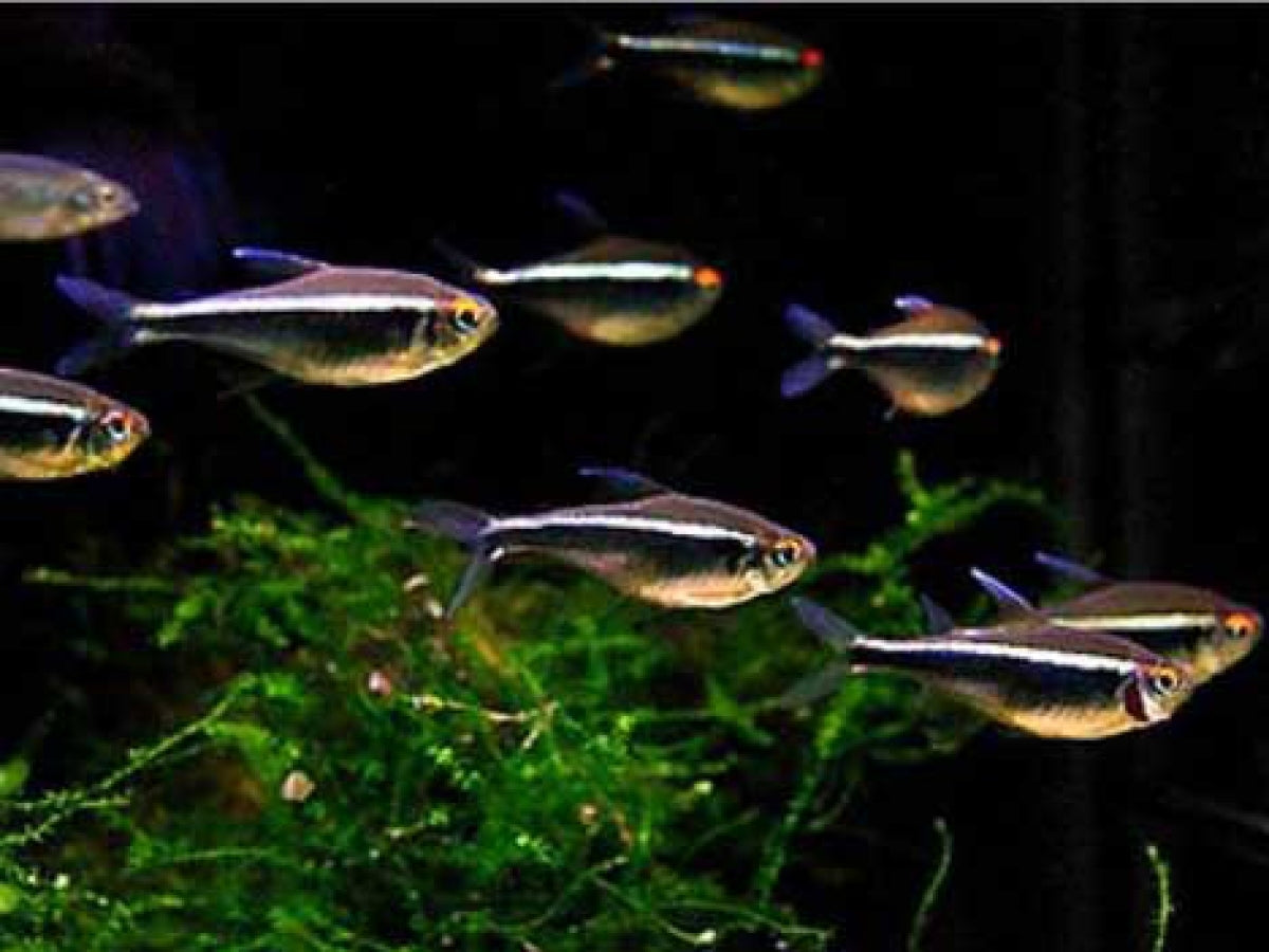 Black Neon Tetras (Hyphessobrycon herbertaxelrodi)