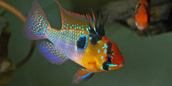 German Blue Ram (Mikrogeophagus ramirezi)
