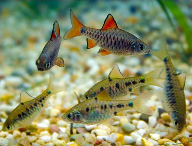 Checkered Barb (Oliotius oligolepis)