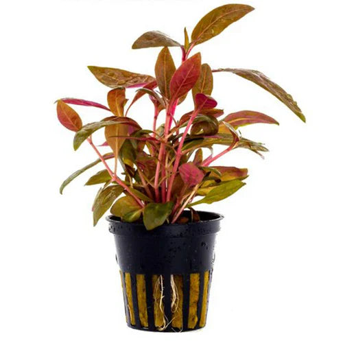 Red Hygrophila - (Alternanthera Reineckii)