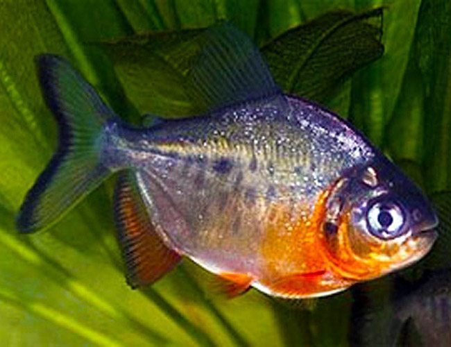 Red Belly Pacu
