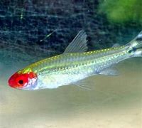 Platinum Rummy Nose Tetras (Hemigrammus rhodostomus var.)