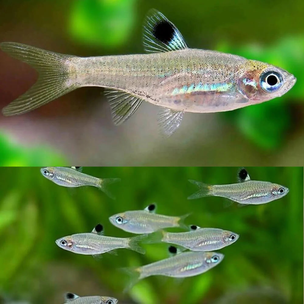 Emerald Eye Rasbora (Brevibora dorsiocellata)