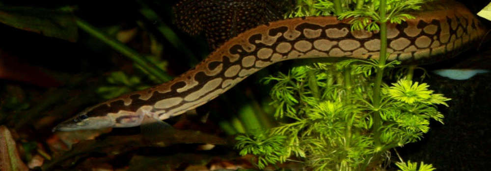 Tyre Track Eel (20cm) (Mastacembelus armatus)