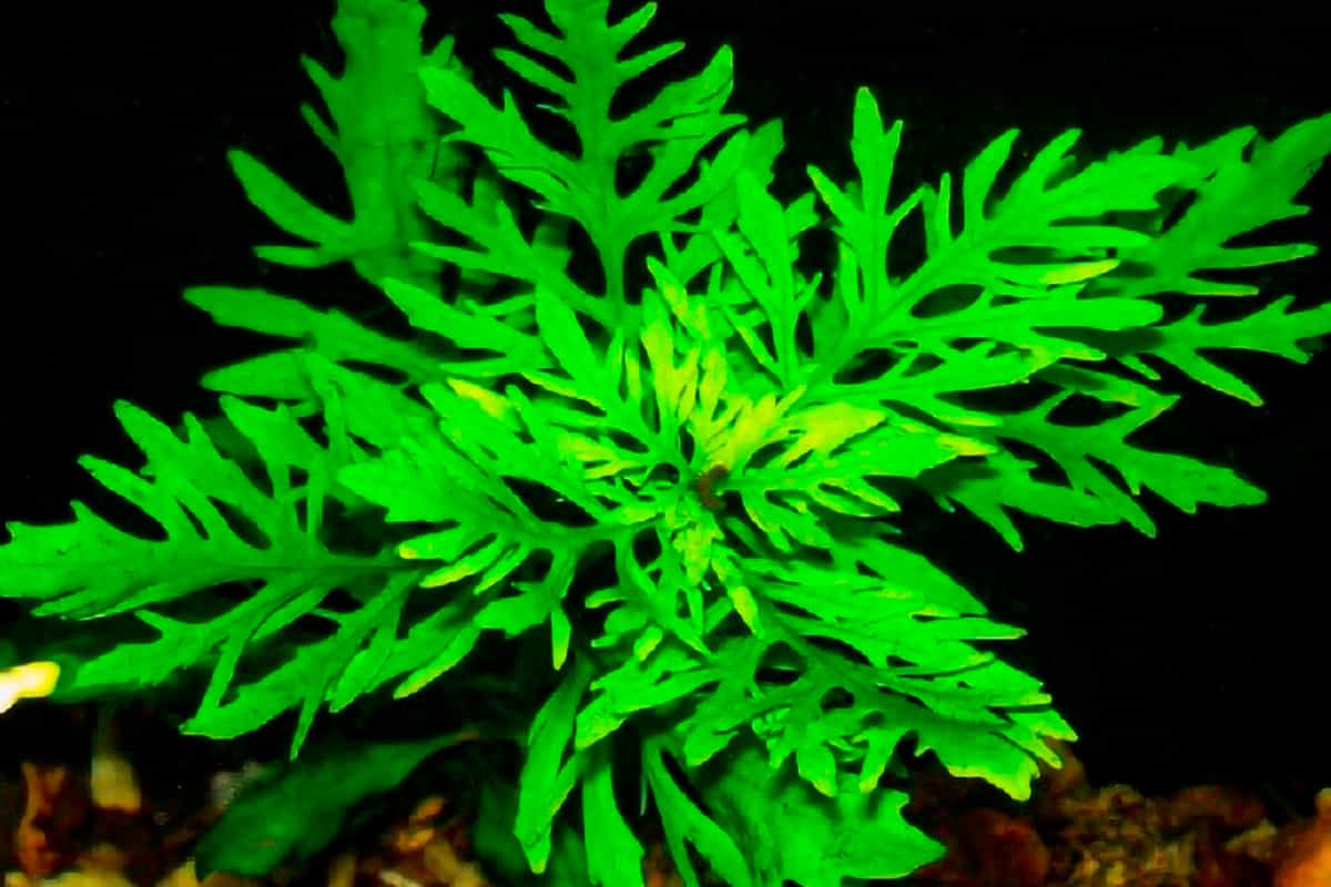 Water Wisteria/Sprite (Hygrophila difformis)