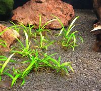 Wheat Plant (Echinodorus tenellus)