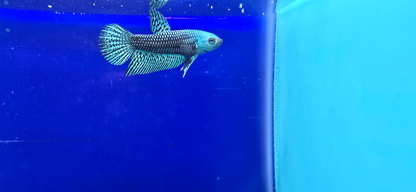 Alien Betta (1)