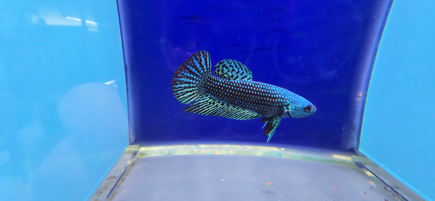 Alien Betta (2)