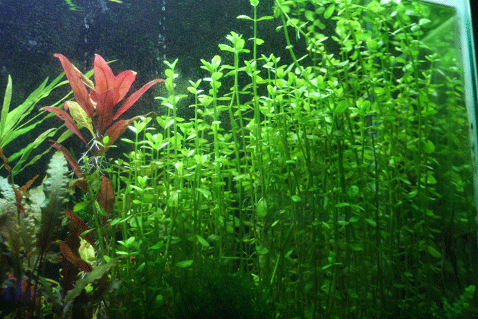 Baby Tears (Bacopa Monnieri)