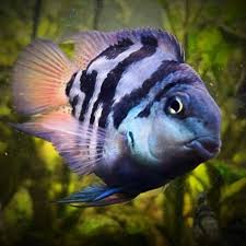 Polar Blue Parrot Cichlid
