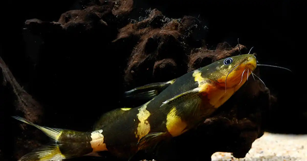 Bumblebee Catfish (Microglanis iheringi)