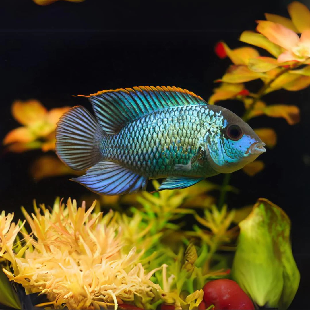 Electric Blue Acara Andinoacara Pulcher Rodney s Tropicals electric-blue-acara-andinoacara-pulcher-rodney-s-tropicals