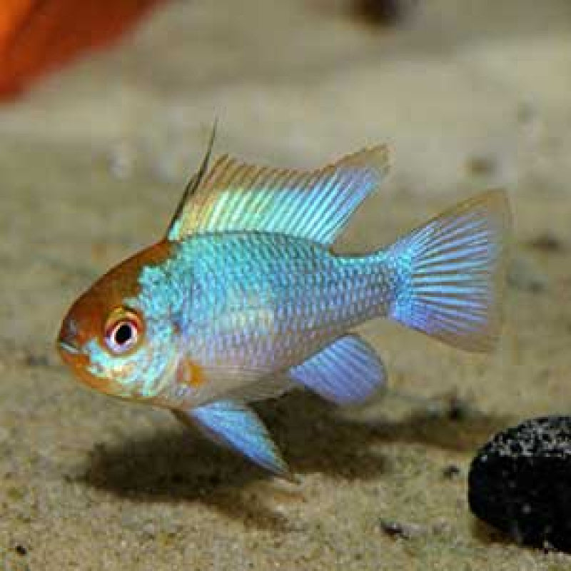 Electric Blue Ram (Mikrogeophagus ramirezi)
