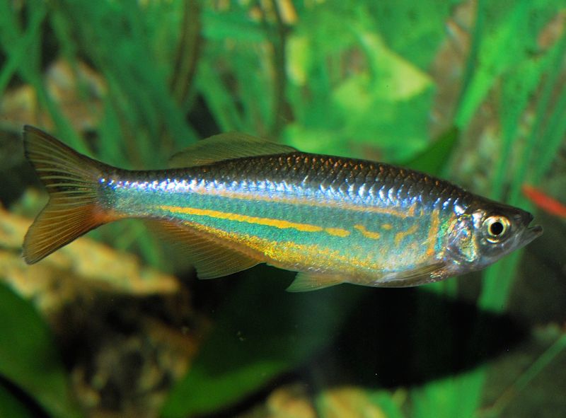 Giant Danio (Devario aequipinnatus)