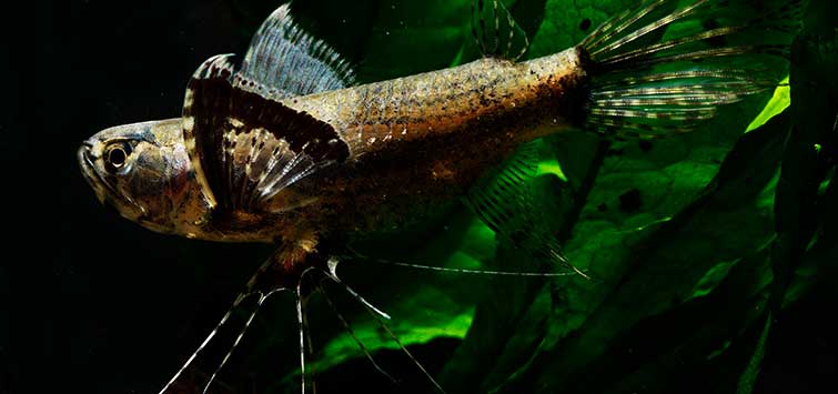 African Butterfly Fish (Pantodon buchholzi