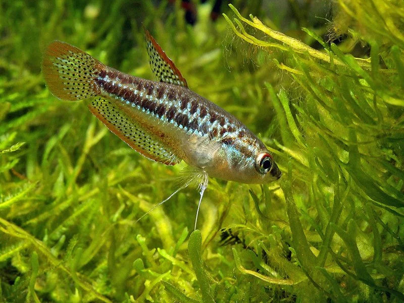 Sparkling Gourami (Trichopsis pumila)