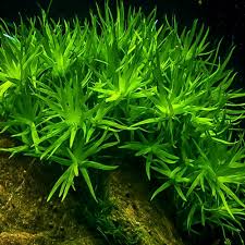 Star Grass (Heteranthera zosterifolia)