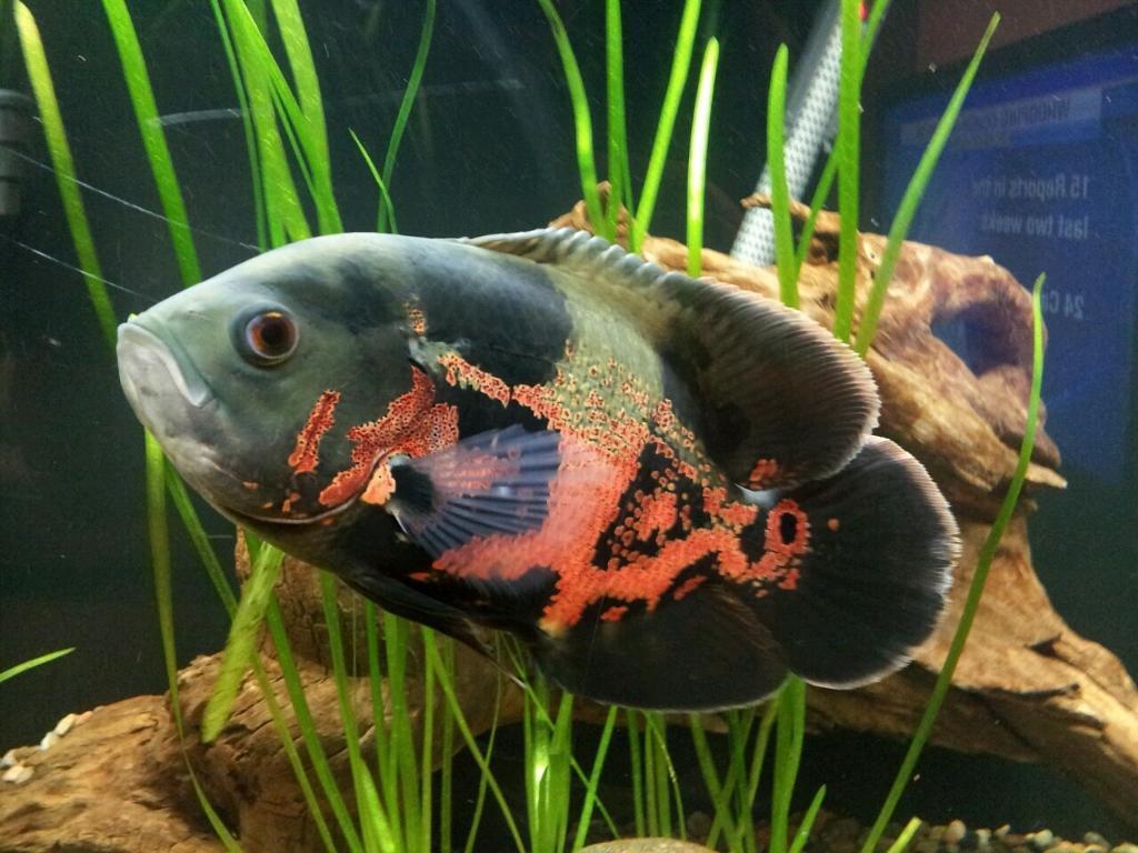 Red Tiger Oscar (Astronotus ocellatus)