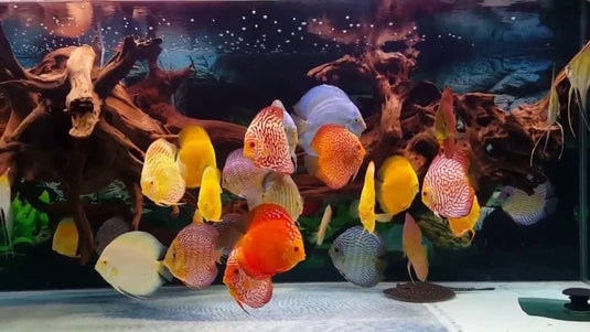 Rodney's Tropicals – Rodney's Tropicals