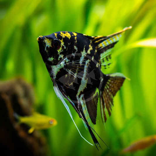 Marble Angel (Pterophyllum Scalare)