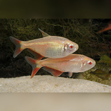 Albino Buenos Aires Tetra (Hyphessobrycon anisitsi var. "Albino")