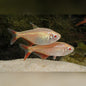 Albino Buenos Aires Tetra (Hyphessobrycon anisitsi var. "Albino")