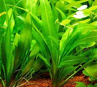 Amazon Sword (Echinodorus amazonicus)