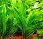 Amazon Sword (Echinodorus amazonicus)