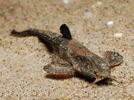 Banjo Catfish (Bunocephalus coracoideus)