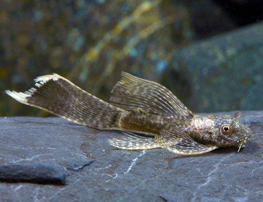 Longfin Bristlenose Pleco (Ancistrus sp.)