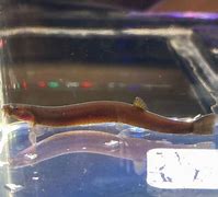 Black Kuhli Loach (Pangio oblonga)