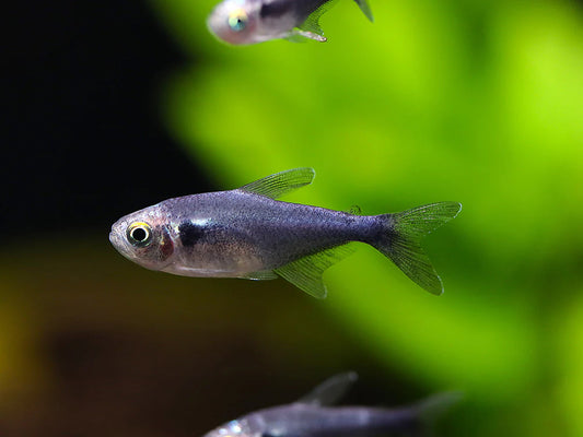 Black Diamond Neon Tetra (Paracheirodon innesi var. "Black Diamond")