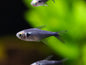 Black Diamond Neon Tetra (Paracheirodon innesi var. "Black Diamond")