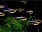 Black Neon Tetras (Hyphessobrycon herbertaxelrodi)