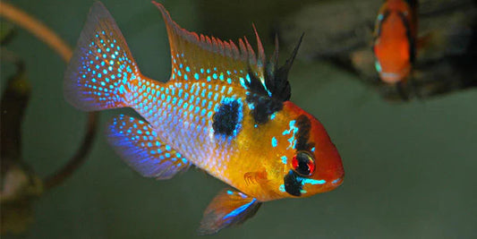 German Blue Ram (Mikrogeophagus ramirezi)