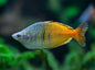 Boesmani Rainbowfish (Melanotaenia boesemani)