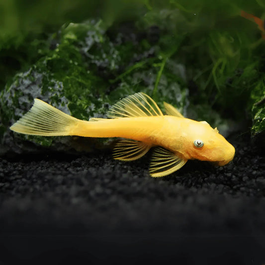 Gold Bristlenose Pleco (Ancistrus sp. Gold)