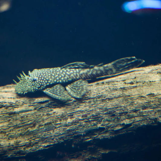 Bristlenose Pleco (Ancistrus spp.)