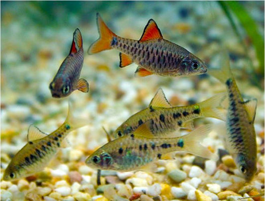 Checkered Barb (Oliotius oligolepis)