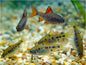Checkered Barb (Oliotius oligolepis)