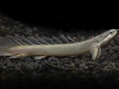 Cuvier Bichir (Polypterus senegalus)