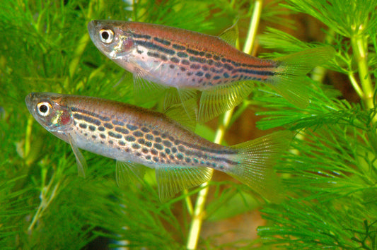 Kyathit Danio (Danio kyathit)