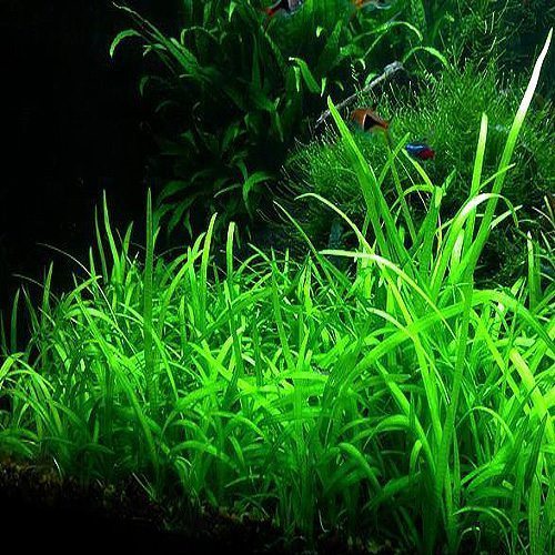Dwarf Sagittaria (Sagittaria subulata)
