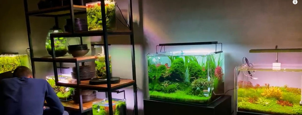Cares and Tips – Rodney's Tropicals