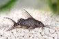 Featherfin Catfish (Synodontis eupterus)