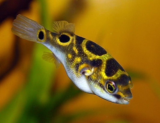 Figure Eight Puffer (Dichotomyctere ocellatus)