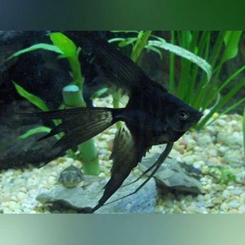 Black Veil Tail Angel (Pterophyllum Scalare)