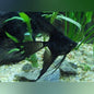 Black Veil Tail Angel (Pterophyllum Scalare)